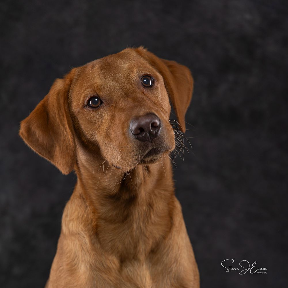 Steve Evans Filey photographer shooting studio portraits either in my small home studio, at your home or on a location of your choice.