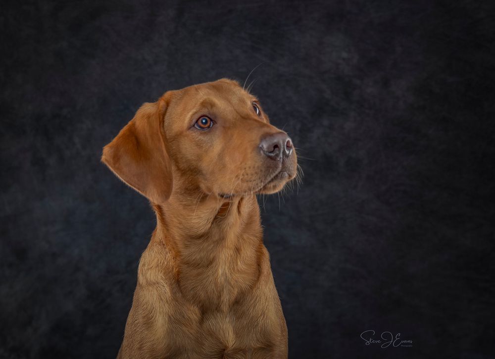 Fox red Labrador photograpghed in my Filey studio. Steve Evans Filey photographer shooting studio portraits either in my small home studio,