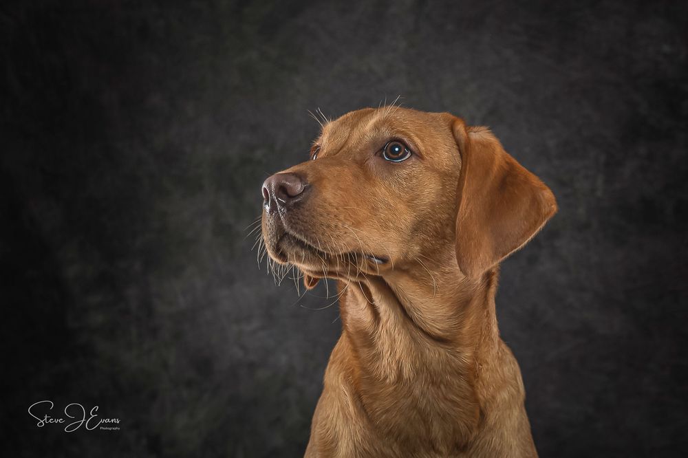 Steve Evans Filey photographer shooting studio portraits either in my small home studio, at your home or on a location of your choice.