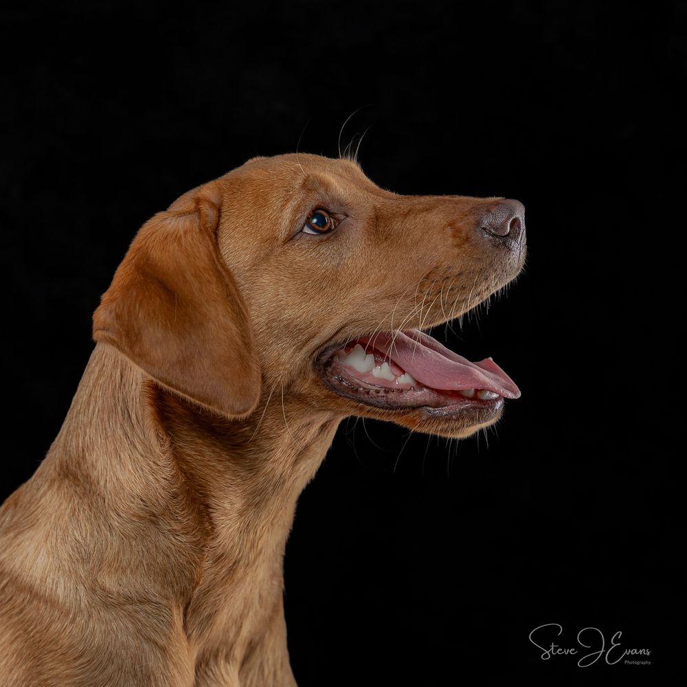 Lola, Fox Red Labrador puppy. Studio portraits. Steve Evans Filey photographer shooting studio portraits.