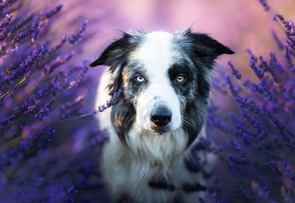 Séance photos animalières avec Allyson Photographies ( chiens chats chevaux ), à Cotignac dans le Var