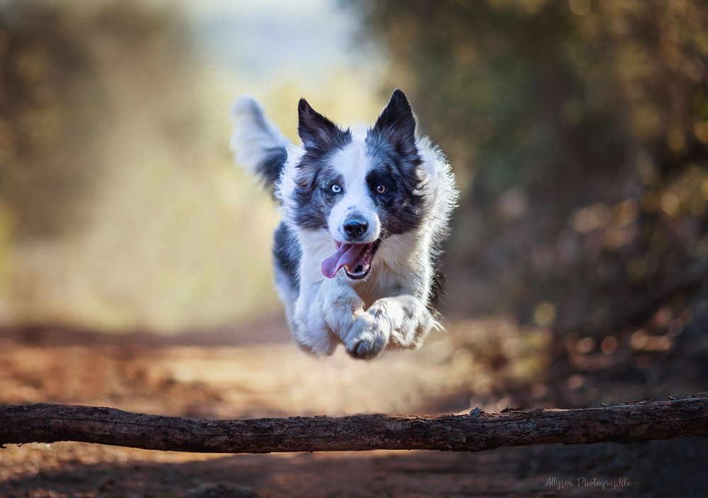 Séance photos animalières avec Allyson Photographies ( chiens chats chevaux ), à Cotignac dans le Var