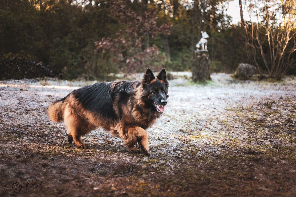 Séance photos animalières avec Allyson Photographies ( chiens chats chevaux ), à Cotignac dans le Var