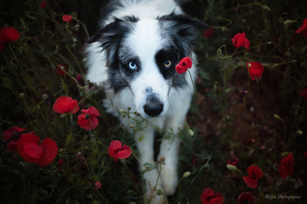 Séance photos animalières avec Allyson Photographies ( chiens chats chevaux ), à Cotignac dans le Var