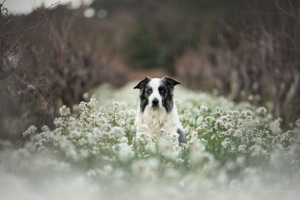 Séance photos animalières avec Allyson Photographies ( chiens chats chevaux ), à Cotignac dans le Var