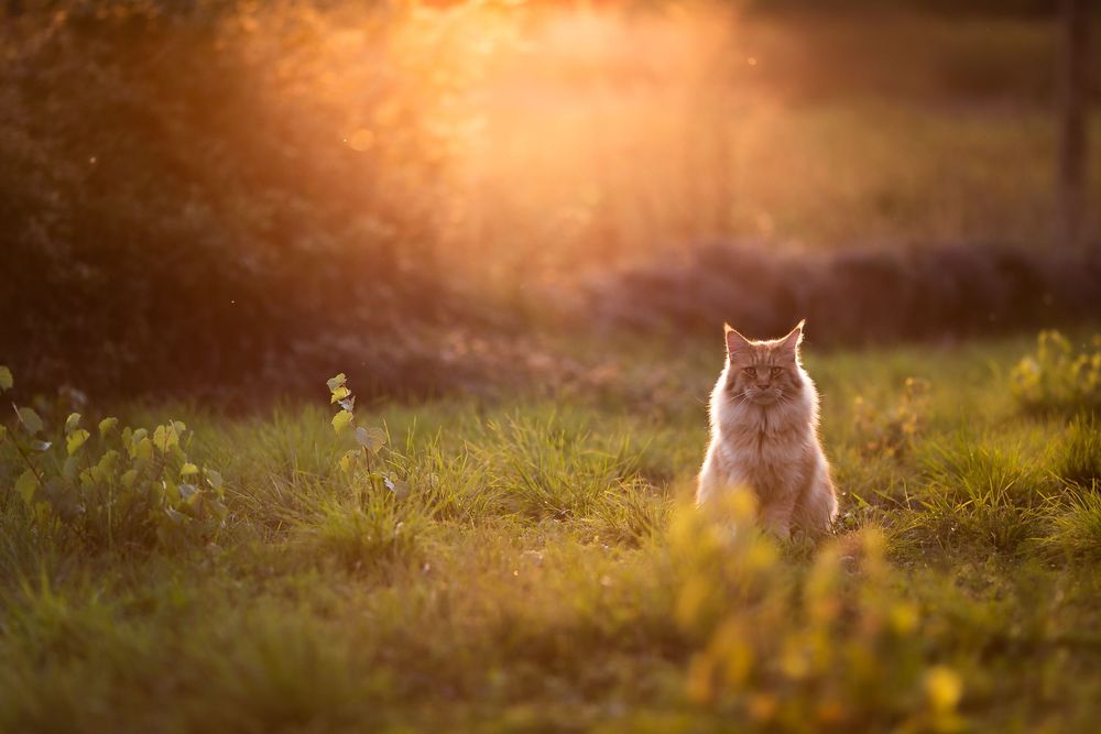 Séance photos animalières avec Allyson Photographies ( chiens chats chevaux ), à Cotignac dans le Var