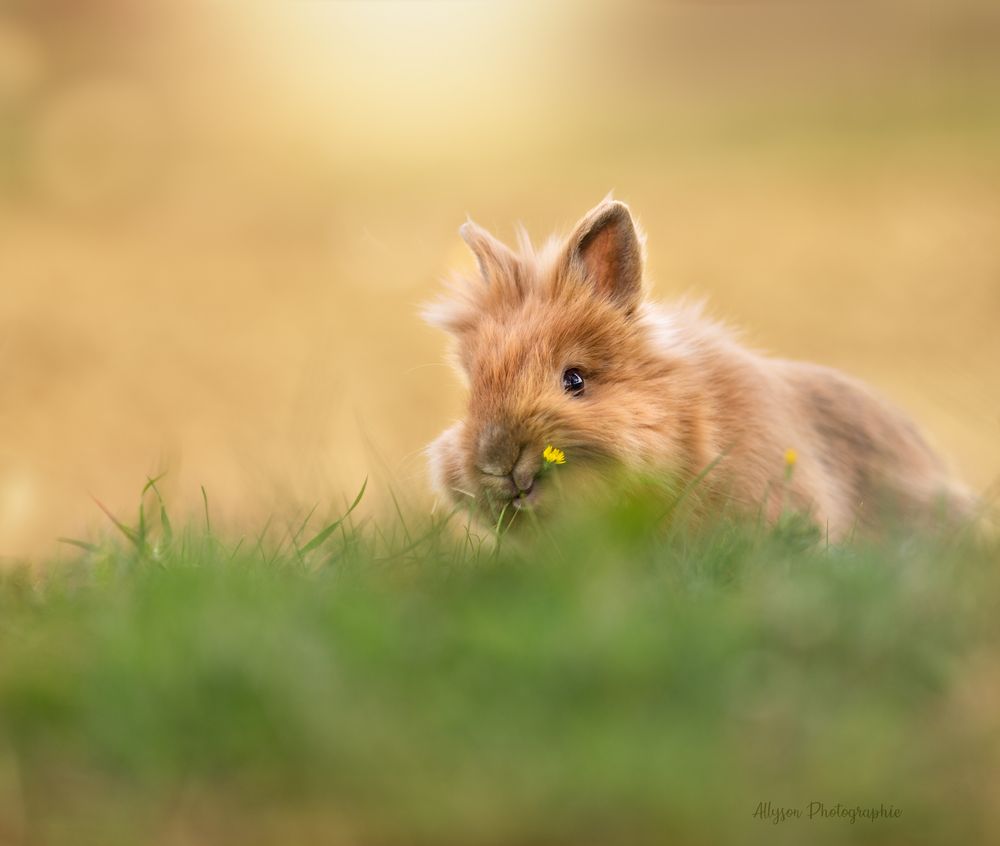Séance photos animalières avec Allyson Photographies ( chiens chats chevaux ), à Cotignac dans le Var