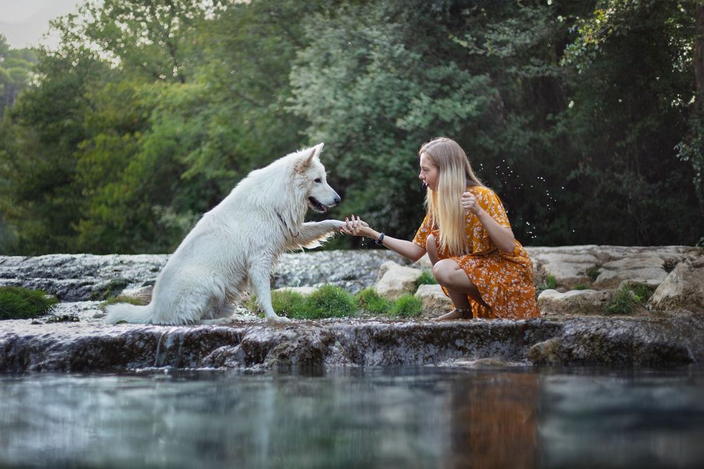 Séance photos animalières avec Allyson Photographies ( chiens chats chevaux ), à Cotignac dans le Var