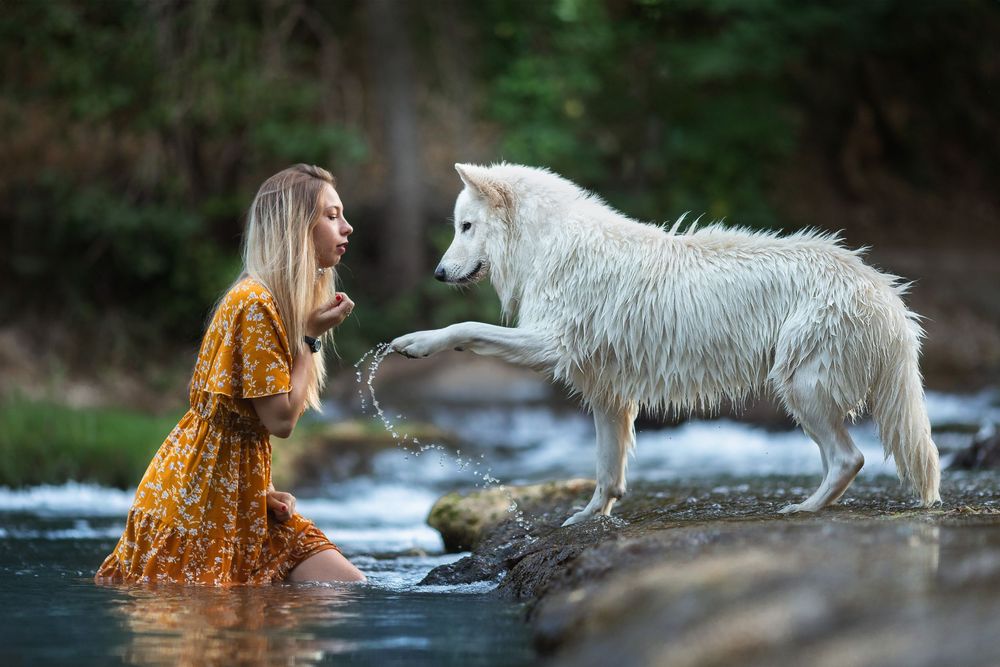 Séance photos animalières avec Allyson Photographies ( chiens chats chevaux ), à Cotignac dans le Var