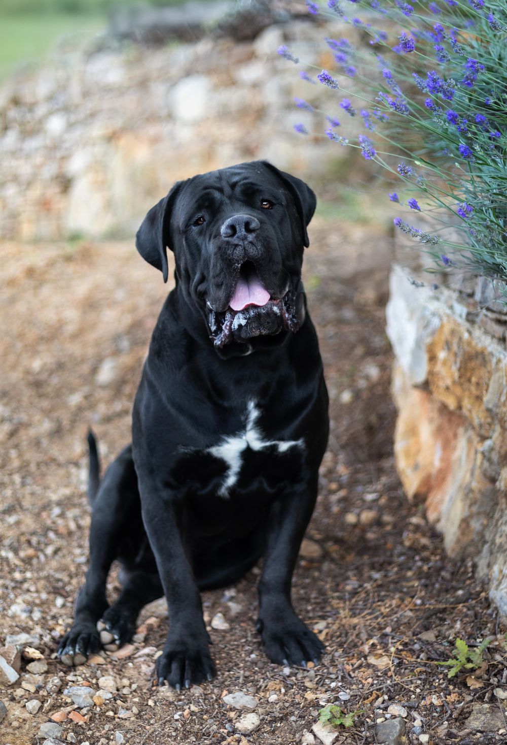 Séance photo animalière à Cotignac dans le Var – chiens, chats et chevaux
