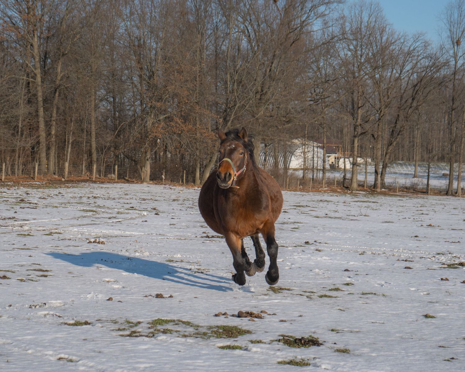 running horse