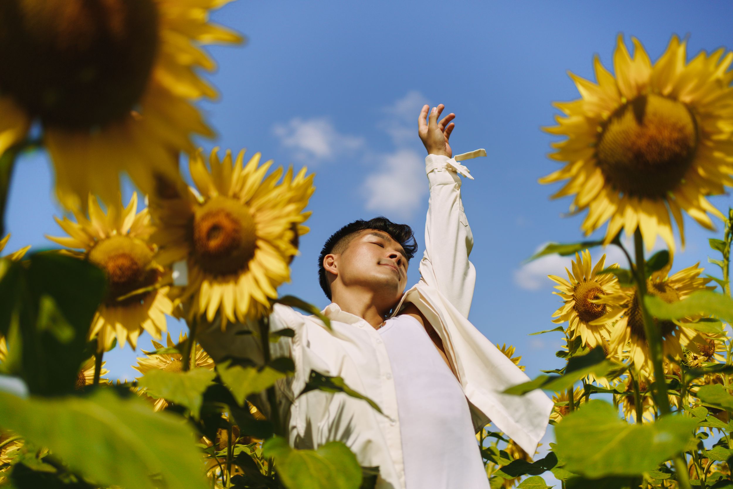 Bright yellow sunflowers bloom tall against a blue summer sky with a person in white visible among the flowers.