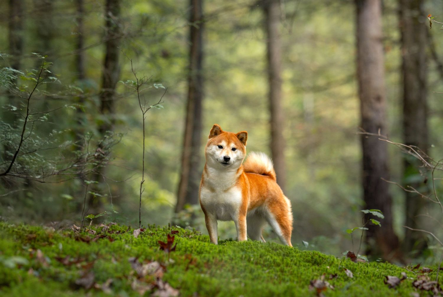 A curious Shiba Inu dog explores a lush green forest setting with sunlight filtering through the trees.