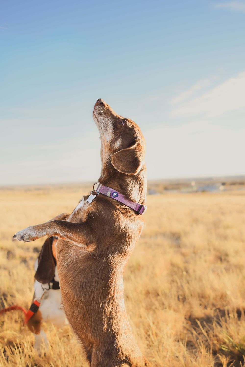 A chocolate Labrador retriever jumps joyfully in a golden wheat field under a bright blue sky.