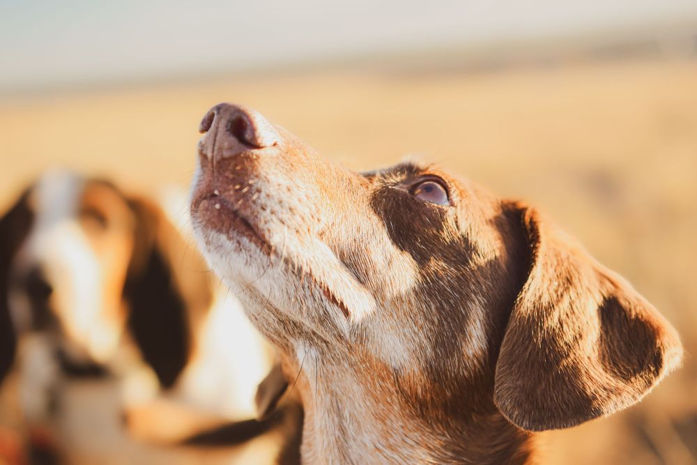 Close-up view of a beagle dog's face with warm golden lighting in the background.