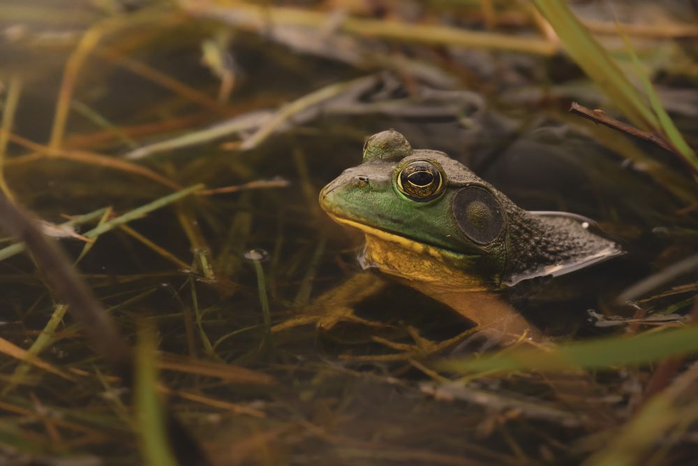 Close-up view of a frog sitting among grass and leaves in a natural habitat.