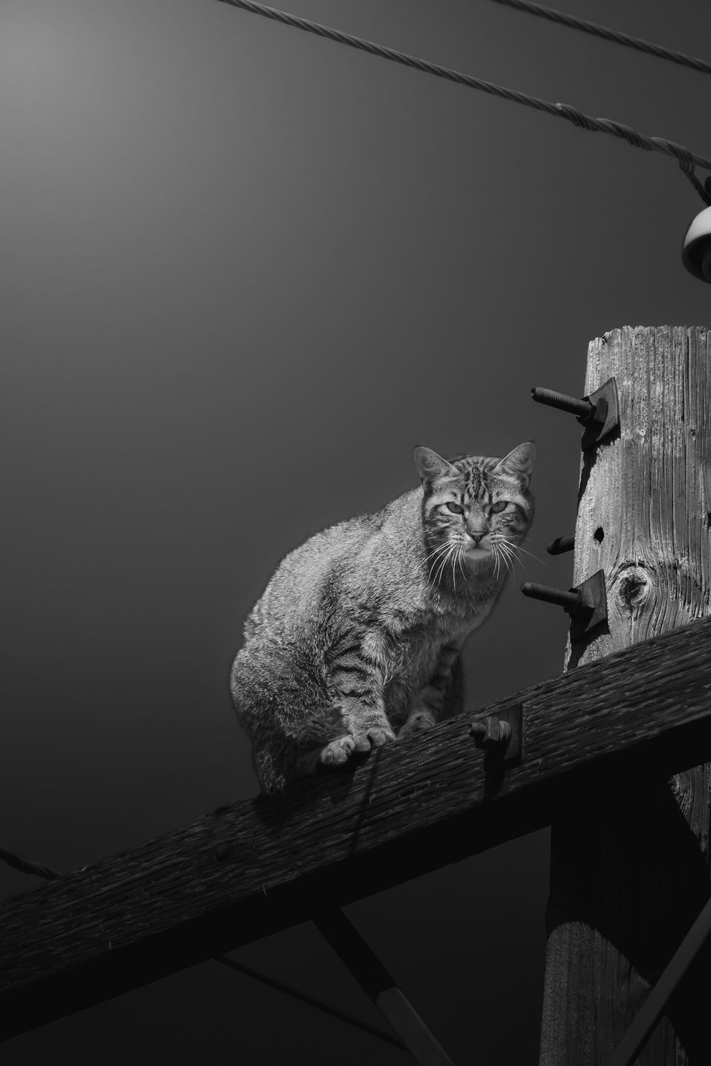 A series of black and white photographs showing a cat lounging on a wooden beam against a dark background.