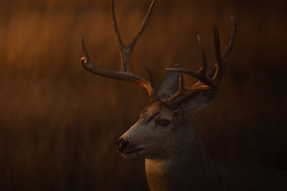 A collection of moody portraits showing deer with antlers in warm, amber lighting at dusk.