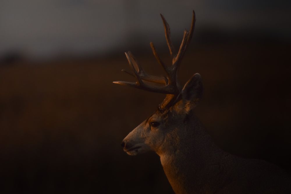 A majestic bull elk with large antlers stands in silhouette against a dark background during golden hour.
