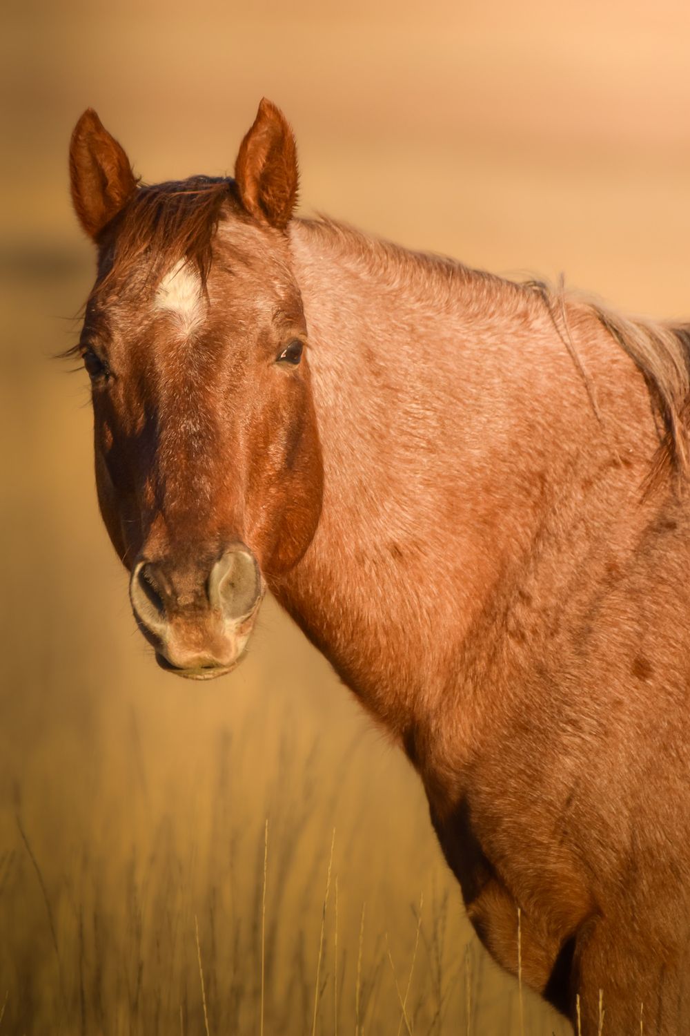 A brown wild horse stands in tall golden grass during sunset, photographed from different angles in a sequence.
