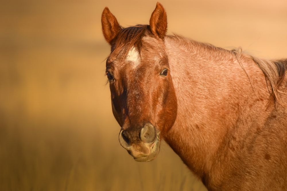 Seven sequential photos show a brown horse turning its head from left to right in a fluid motion.