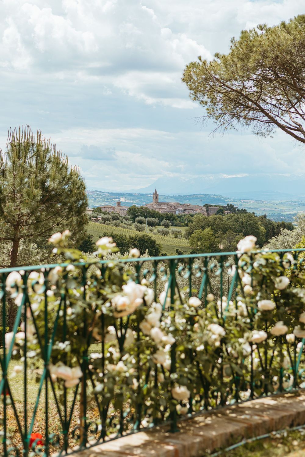 White roses on iron fence with Tuscan hilltop village and rolling green countryside in background.