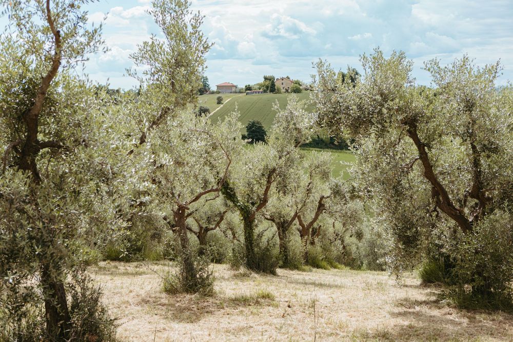 Olive trees grove with rolling green hills and a rustic Tuscan farmhouse in the background under a cloudy sky.