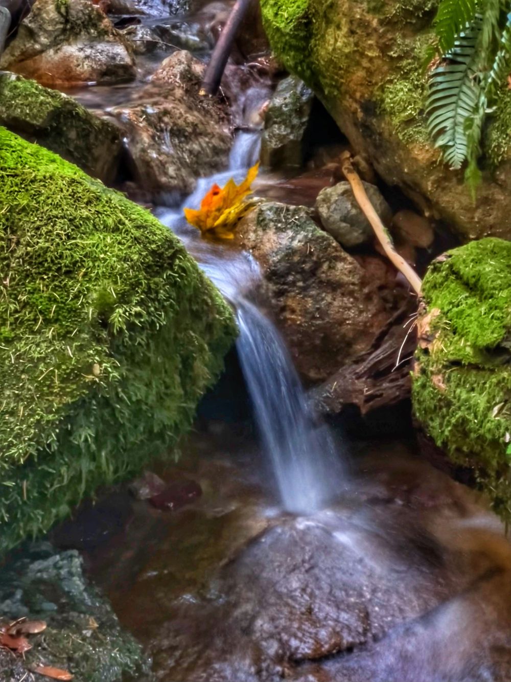 Small cascading waterfall flows over mossy rocks in a lush forest stream with filtered sunlight creating a peaceful scene.