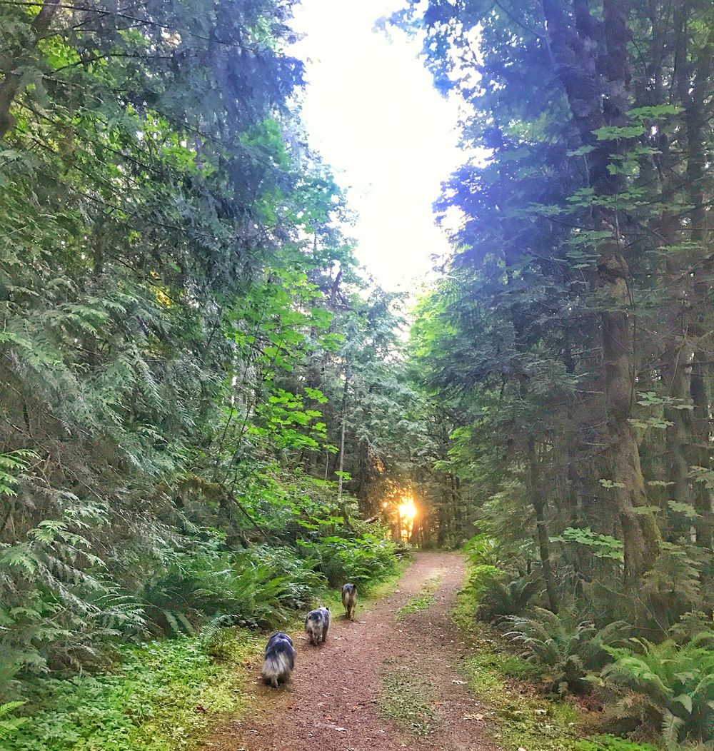 A winding dirt trail leads through a dense evergreen forest with sunlight filtering through the trees.