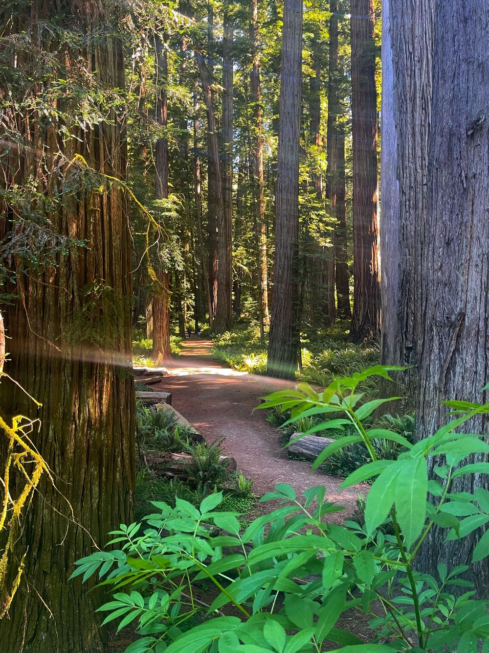 A winding dirt path leads through towering redwood trees with lush green ferns lining the forest floor.