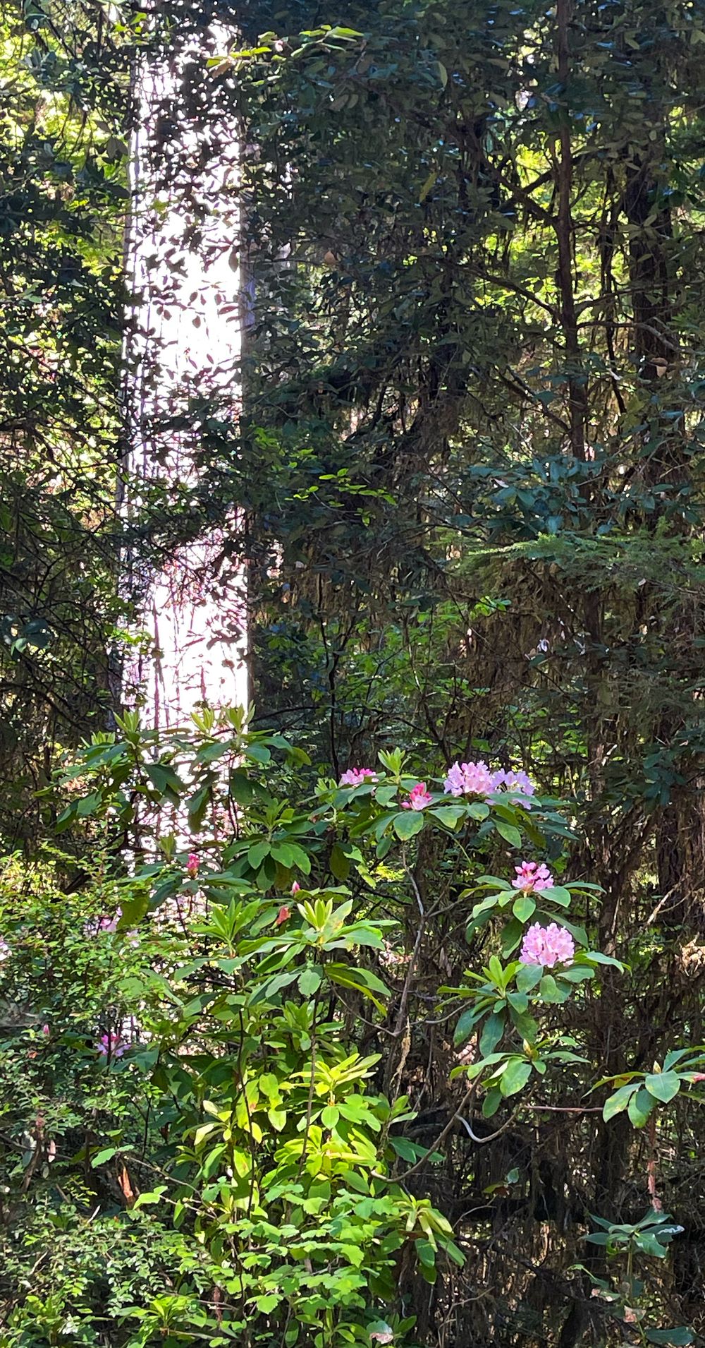 Pink rhododendron flowers bloom among lush green foliage in a shaded forest setting.
