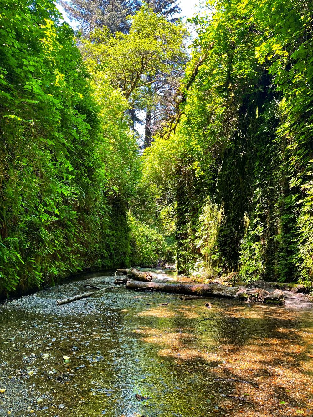 A tranquil forest stream meanders through lush green vegetation and tall trees on a sunny summer day.