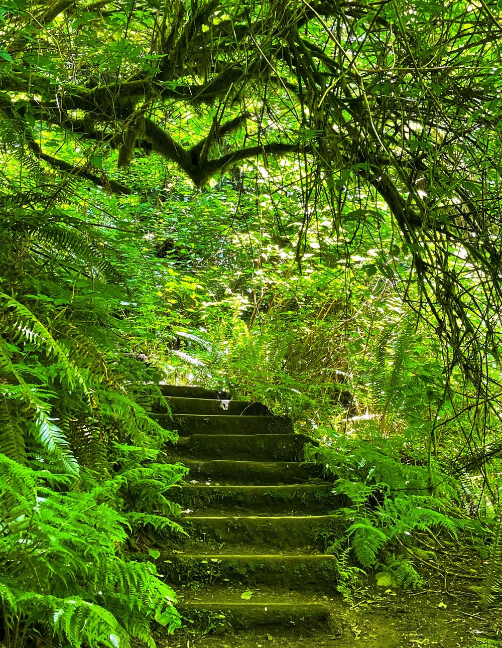 Moss-covered stone steps ascend through a verdant forest canopy surrounded by dense ferns and hanging vines.