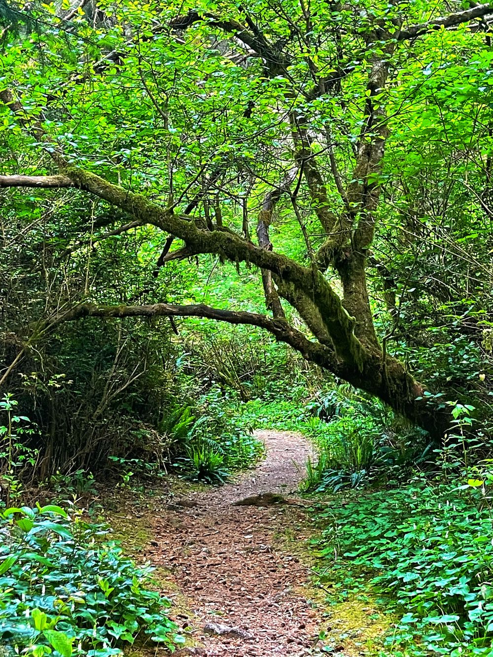 A winding dirt path leads through lush green forest under a curved mossy tree branch creating a natural archway.