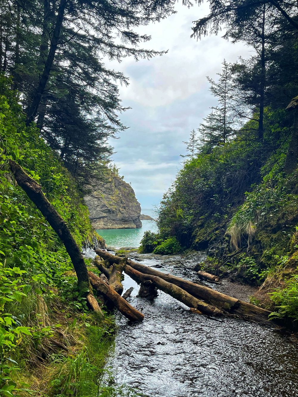 Rugged coastline trail along a rocky beach with fallen logs and evergreen trees framing a view of the turquoise ocean.