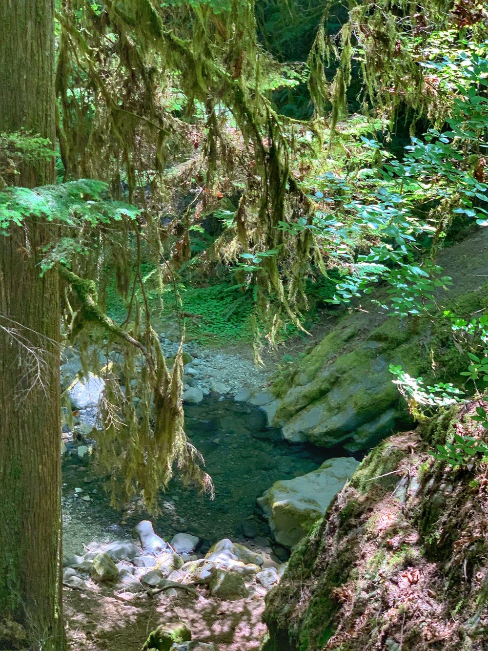Mossy forest trail winding through towering evergreen trees with dappled sunlight filtering through the canopy.