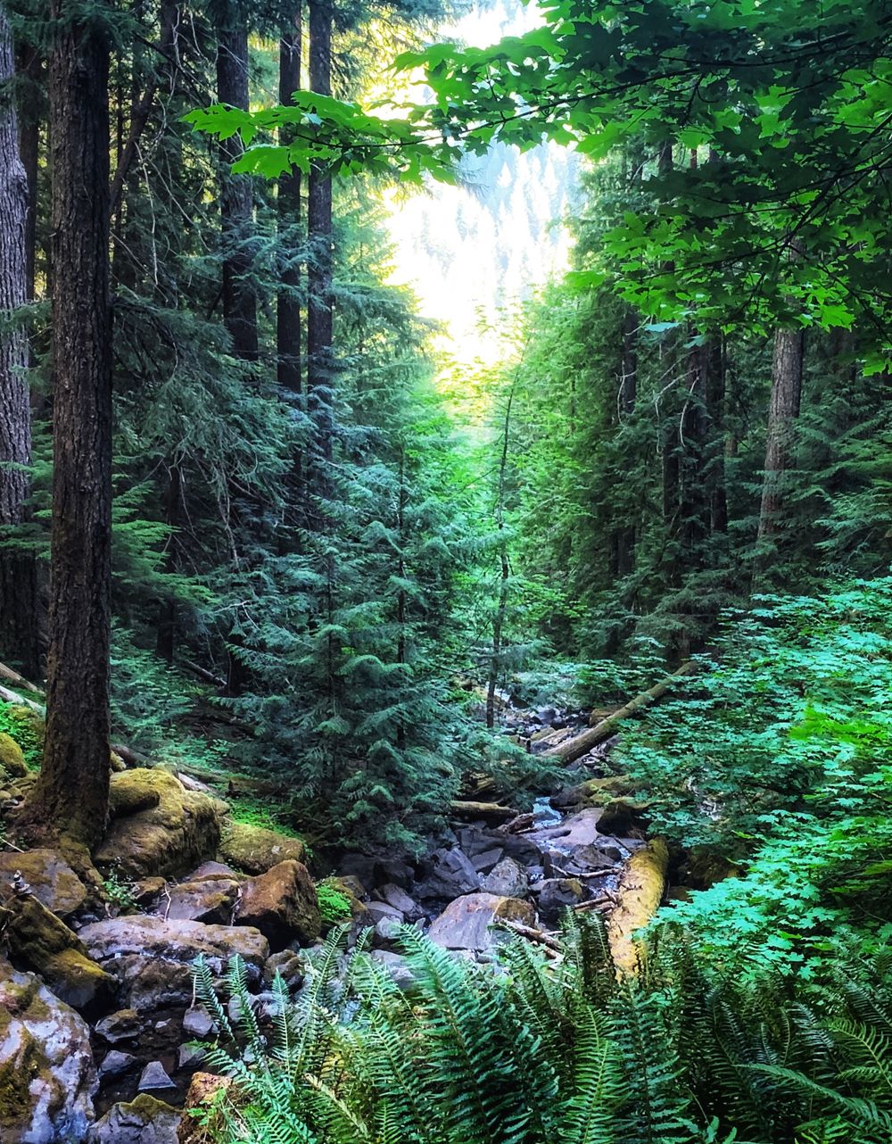 A serene forest stream flows through lush greenery and tall evergreen trees in the Pacific Northwest wilderness.