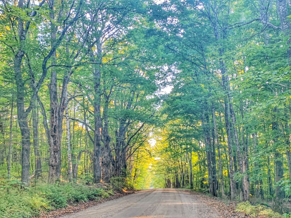 A scenic dirt road winds through a lush green forest canopy with sunlight filtering through the trees.
