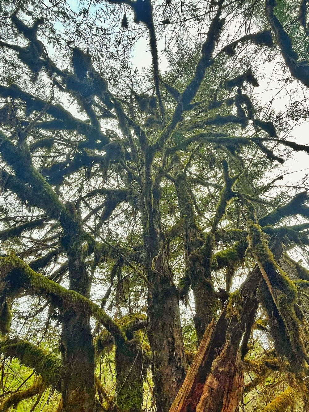 Sunlight filters through mossy tree branches in a misty forest creating an ethereal atmospheric scene.