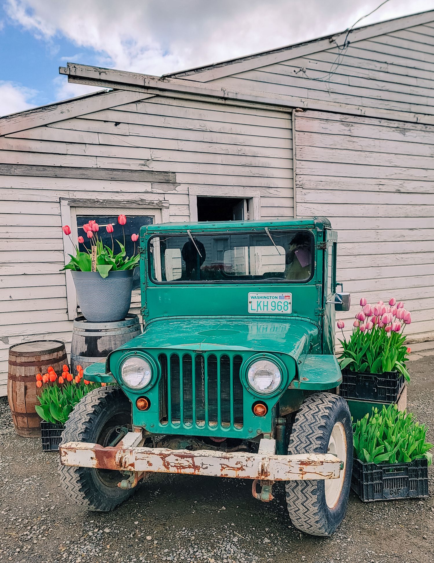 Vintage green truck surrounded by tulip blooms at Knutson Farms in Sumner, Washington