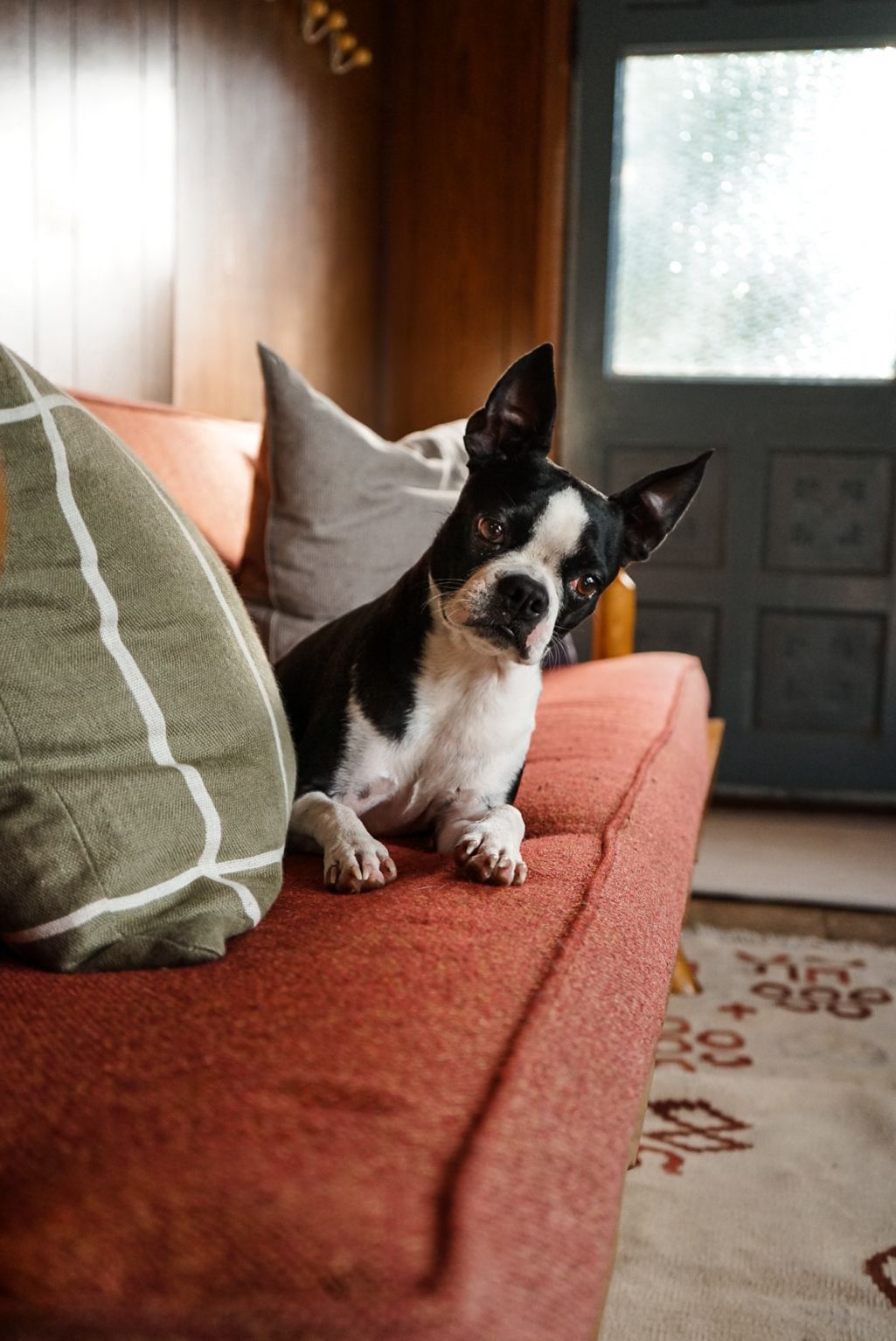 Black and white Boston Terrier lounging on an orange couch with green pillows.
