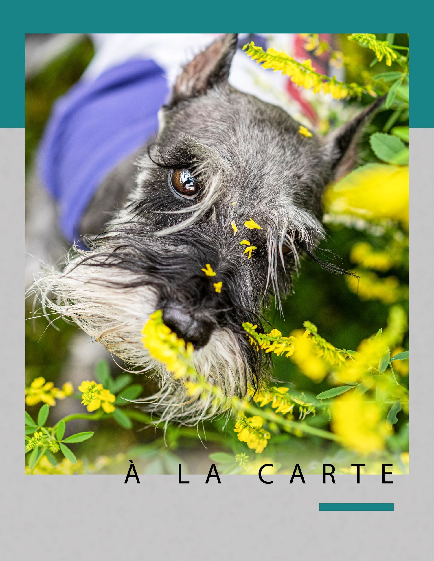 Photographer Red Deer, Alberta. Pet Photographer. Dog Photographer. Miniature Schnauzer in Spring Flowers. Pet Portrait.