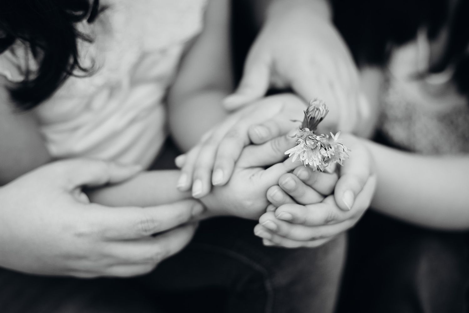 A candid close-up black and white image of a family's hands holding a flower.