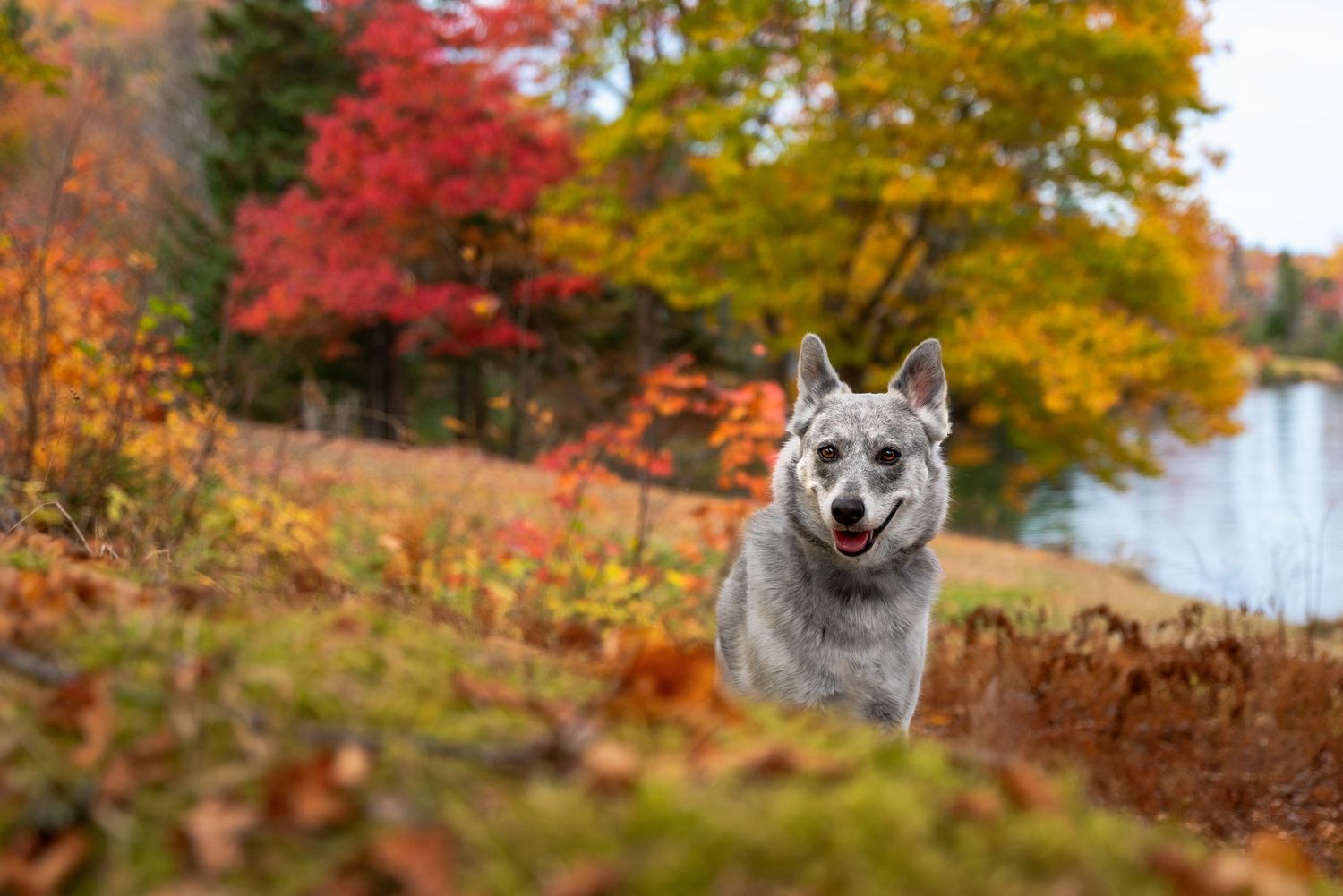 Beautiful dog portrait