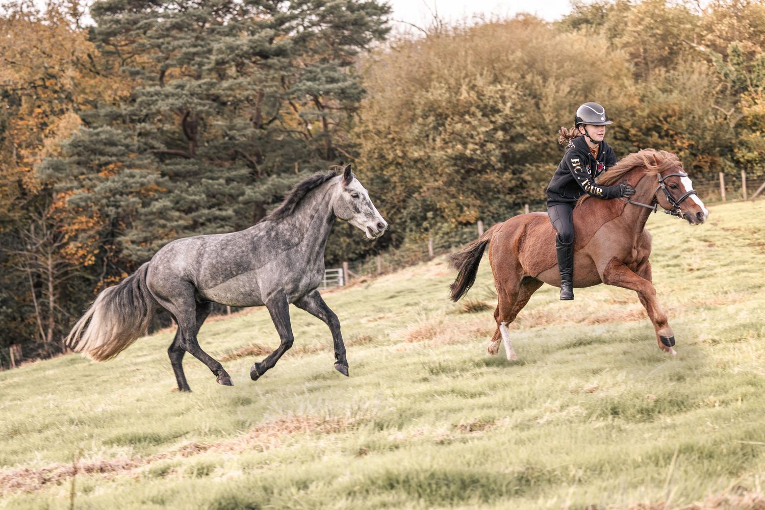 A brown horse being ridden alongside a loose gray horse galloping through an autumn field.