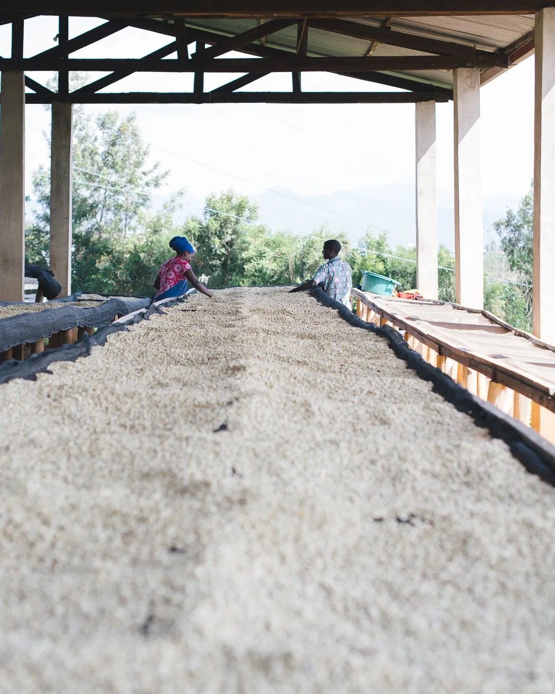 Rows of coffee beans drying on raised beds under a covered structure at a coffee farm.