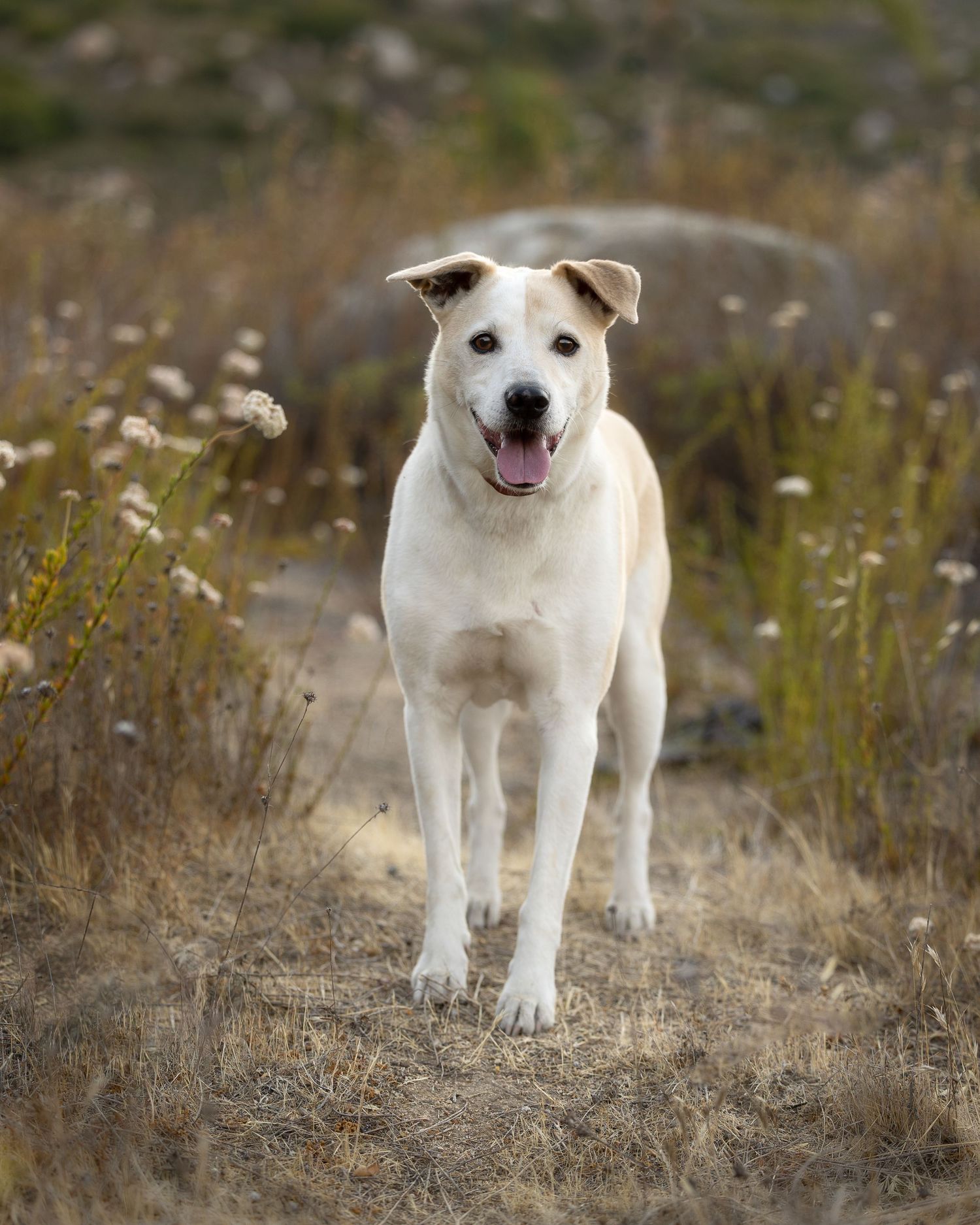 Four sequential photos show a white puppy with brown spots standing in dry grass against a blurred background.