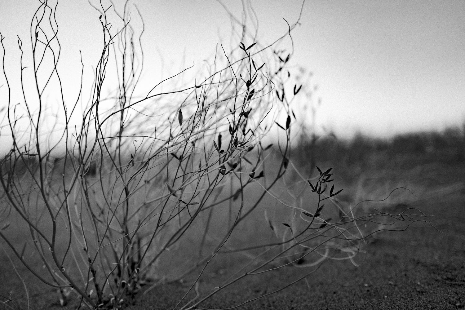 Black and white close-up of sparse desert shrub with delicate branches against blurred sandy background.