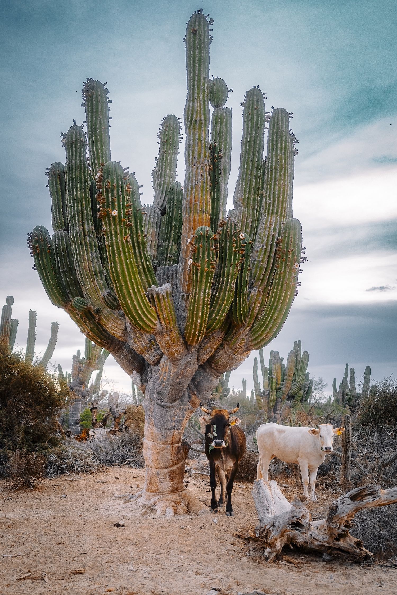 Two cows stand beneath a towering cardon cactus in an arid desert landscape under a cloudy sky.