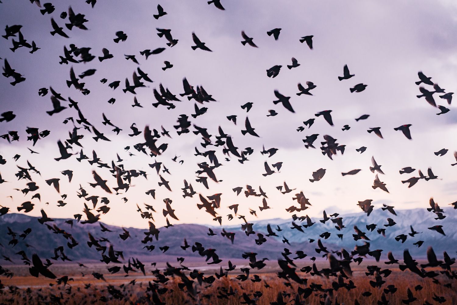 Redwinged blackbirds take flight at sunset in the reeds of a desert hot spring. Creating a movement of community at its core.